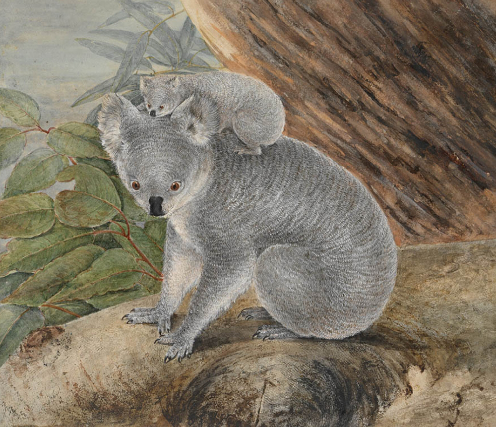 Koala and young, 1803, by J.W. Lewin (photograph via the State Library of NSW)